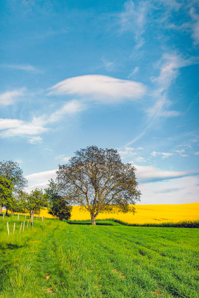 Spring countryside landscape.  Oaks growing on the colza field.