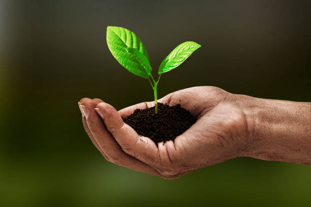 istock Young plant is held protectively in hands 2160427409