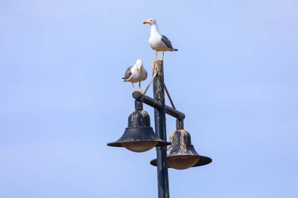 Pair of seagulls sitting on a seaside lamp post. \nTwo seagulls are perched on a street light. The sky is clear and blue