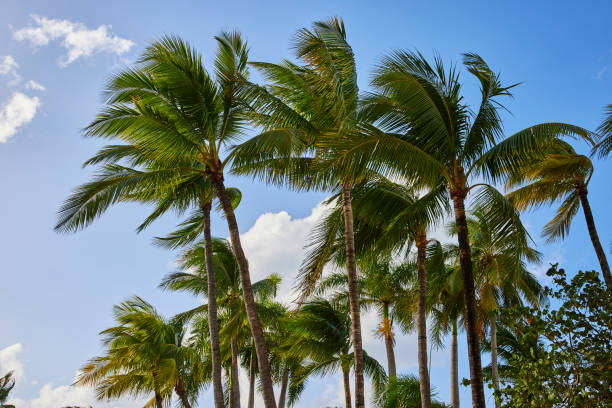 istock Tropical Palm Trees and Serene Sky, Paradise Island Perspective 2160427748
