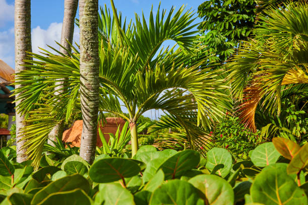 Tropical Paradise in Nassau, Bahamas featuring lush green Palm Trees and vibrant garden under bright sunlight