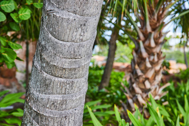 istock Tropical Palm Bark Texture and Lush Greenery Background 2160427775