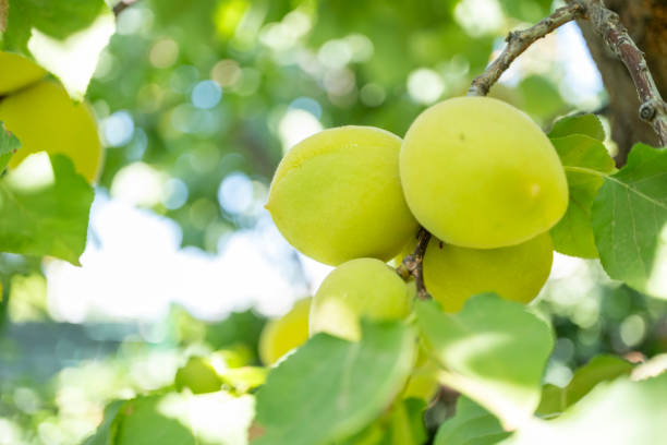 Apricot tree with fruits