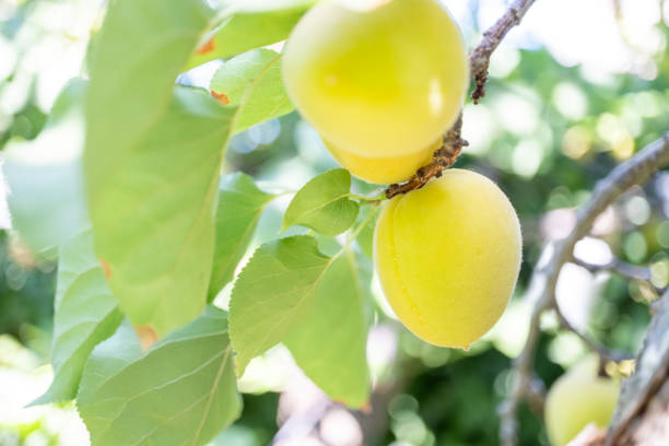 Apricot tree with fruits
