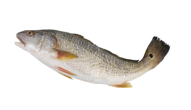istock Red drum fish or redfish isolated on white 2160428309