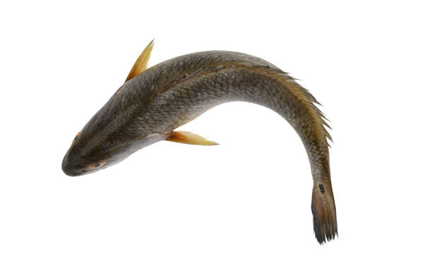 istock Red drum fish or redfish isolated on white 2160428311