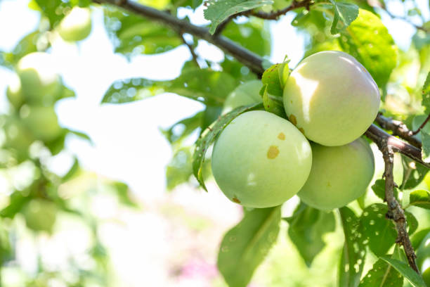 Apricot tree with fruits