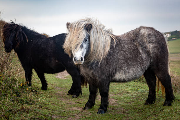 istock Ponies in the South Downs, on a November day 2160429470