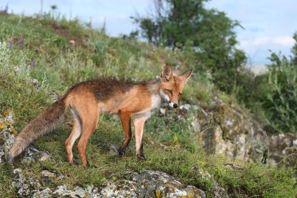istock Red fox Vulpes vulpes in the wild 2160429828