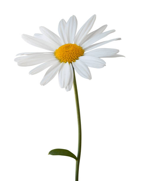 istock Lovely white Daisy (Marguerite) isolated on white background, including clipping path. 2160429884