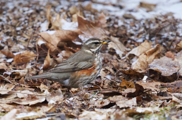 istock Redwing (turdus iliacus) in snowfall looking for food in the garden in spring. 2160433850