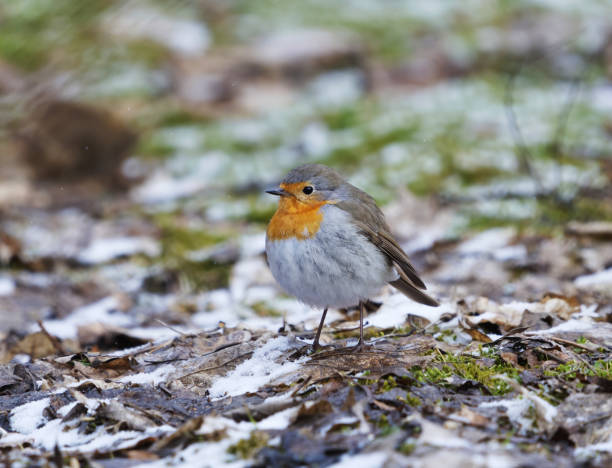 istock European robin (erithacus rubecula) standing on the ground in spring. 2160433933