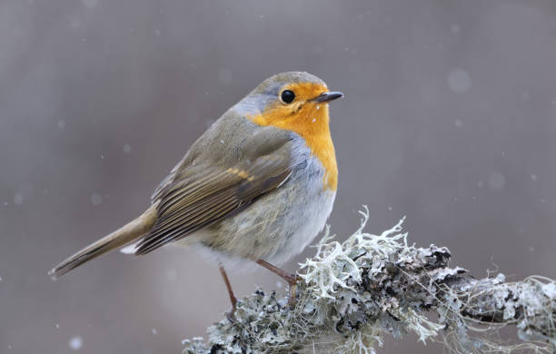 istock European robin (erithacus rubecula) in snowfall sitting on a branch in early spring. 2160433943