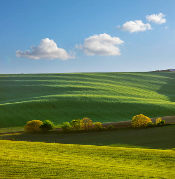 istock Nature rural landscape spring agriculture texture background view with green rolling waves hills, yellow canola flower fields and blossoming spring trees highlighted by setting sun lights in South Moravian Region, Brno, Czech Republic during sunset 2160437368