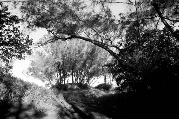 istock black and white photography of trees 2160437628