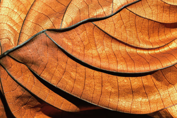 istock Autumn Dried leaf closeup at sunlight, macro trend, brown leaf as nature background. Fall aesthetic backdrop with natural veins texture of foliage, warm monochrome autumnal color, low depth of field 2160437820