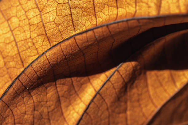 istock Autumn Dried leaf close up with natural veins pattern, brown leaf as nature background. Trend botanical design backdrop, environment pattern, fall seasonal still life macro trend, soft focus 2160437838