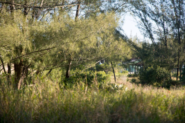 istock forest photography with blur 2160437880
