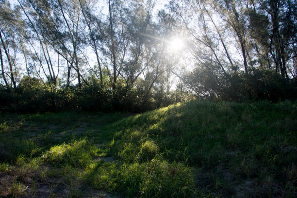 istock sunset photography in the forest 2160437881