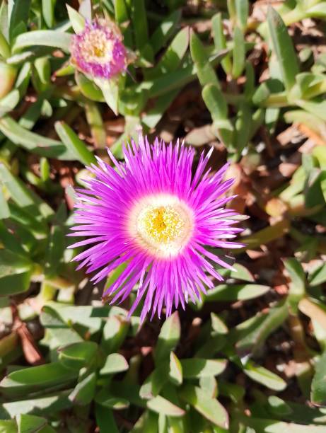 istock A flower bloomed in the bright sunshine 2160437952