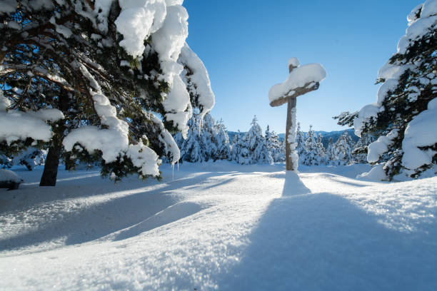 Immerse yourself in the breathtaking beauty of sun-kissed peaks as radiant sunbeams dance through the majestic pine forest atop the tranquil mountain landscape.