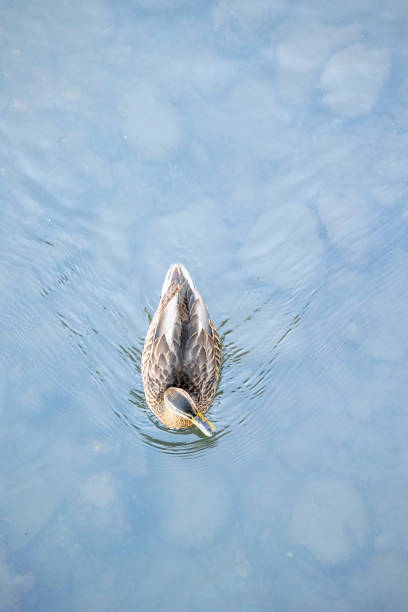 istock Duck swimming peacefully with ripples in the water surface. 2160439072