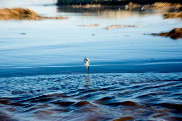 istock photograph of heron hunting fish 2160439366
