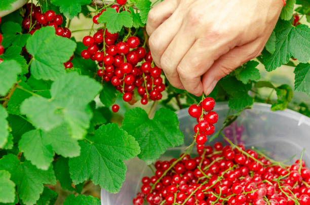 istock Harvesting organic red currants. Hands with berries 2160440932