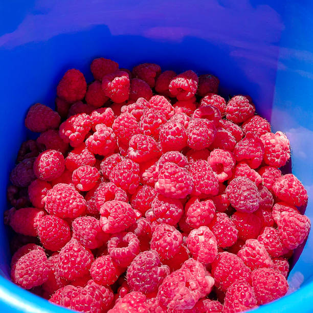 Two raspberries standing out among blackberries