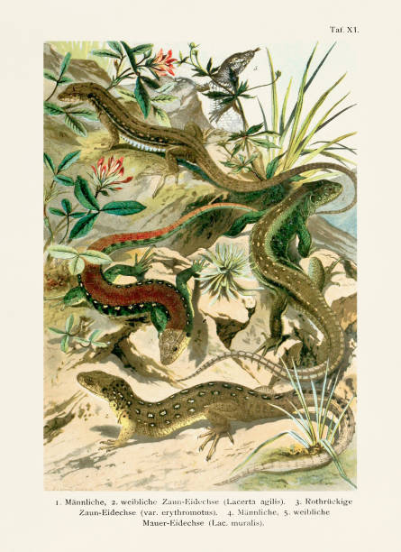 Vintage lizard illustration from a 19th-century book about amphibians and reptiles from the German regions.