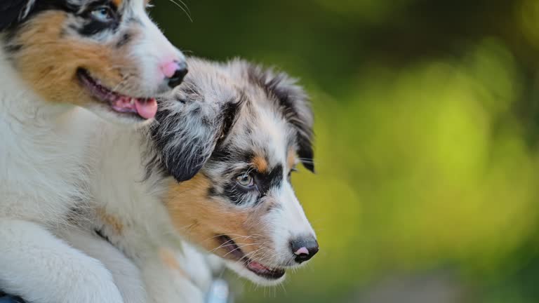 Beautiful puppies of Australian shepherd