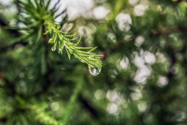 Macro  - Forest - Europe, Romania, Suceava region