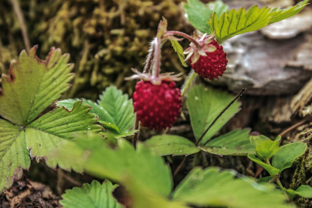 Macro  - Forest - Europe, Romania, Suceava region