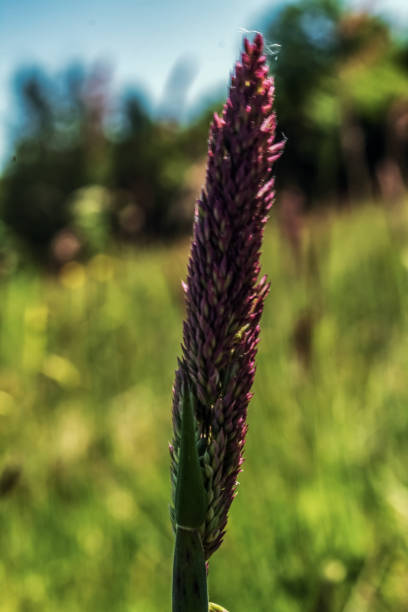 istock Macro  - Forest - Europe, Romania, Suceava region 2160442725