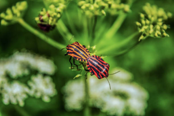 istock Macro  - Forest - Europe, Romania, Suceava region 2160442771