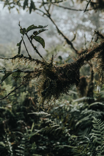 Dense fog envelops a lush forest on Volcano Chico, Isla Isabela, in the Galapagos Islands, Ecuador.