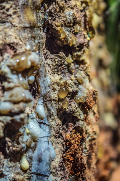 istock Macro  - Forest - Europe, Romania, Suceava region 2160442977