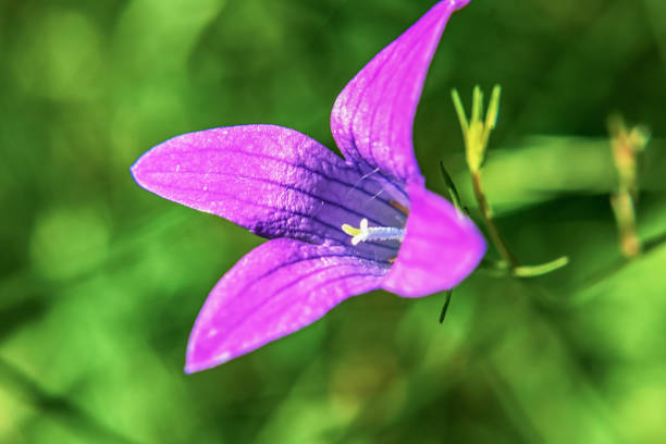 Macro  - Forest - Europe, Romania, Suceava region