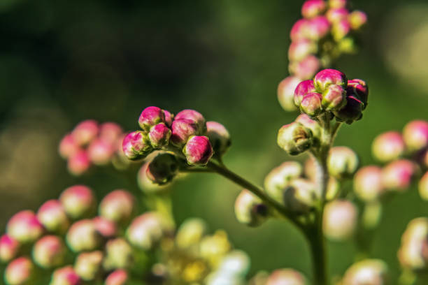 Macro  - Forest - Europe, Romania, Suceava region
