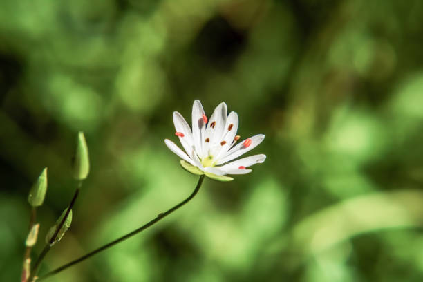 istock Macro  - Forest - Europe, Romania, Suceava region 2160443039