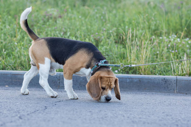 istock A beagle on a walk, filmed at sunset 2160443169
