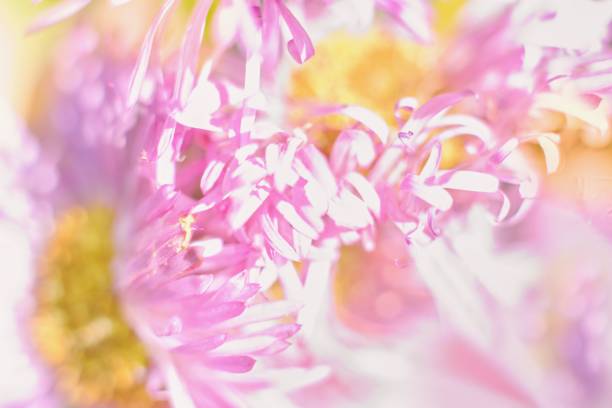 istock Abstract floral background, flower close up, pastel colors 2160443194