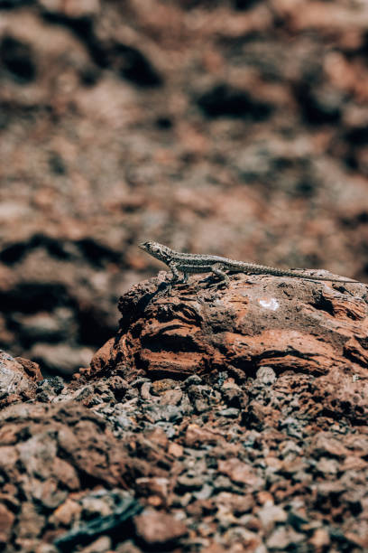 A lizard basking on volcanic rock on Volcano Chico, Isla Isabela, Galapagos, Ecuador.
