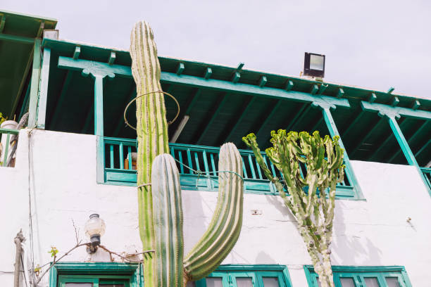 istock Large cactus is growing on the side of a building 2160443963
