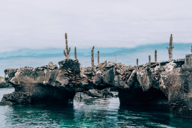 Rocky arch formations with cacti at Los Tuneles, Isla Isabela, Galapagos, Ecuador.