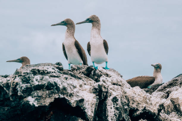 istock Blue-footed boobies perched on rocky formations at Los Tuneles, Isla Isabela, Galapagos, Ecuador 2160445129
