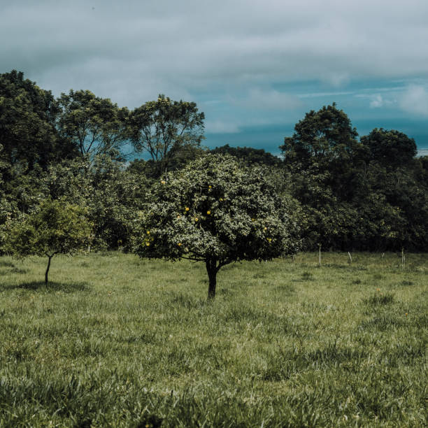 Lemon tree standing in a lush green field in Galapagos, Ecuador