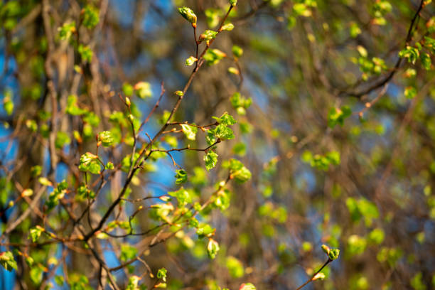 Bright sunny day in spring, nature wakes up, the warmth spreads out