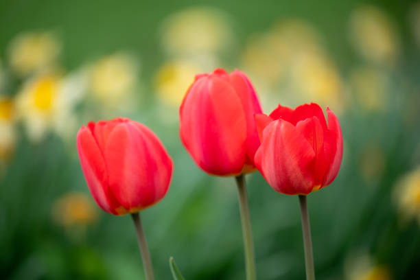 Yellow narcissus flowers on the background, bright tulips view on a beautiful spring garden