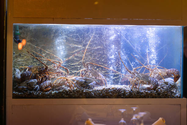 istock Aquarium in restaurant with living crabs and lobsters 2160446345